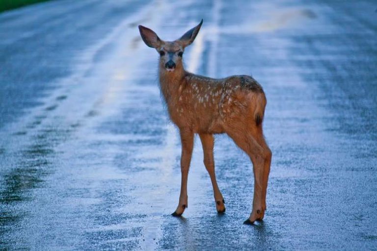 Mettere in sicurezza le strade dell'Appennino centrale: in due anni 360 incidenti gravi che hanno coinvolto la fauna selvatica