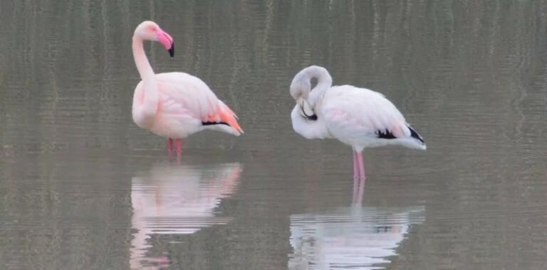 Una coppia di fenicotteri sceglie di fermarsi a riposare in Abruzzo