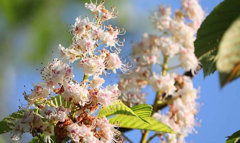 1° Trekking dei Castagni in Fiore a Canistro