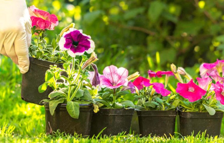 Villa San Sebastiano si colora di fiori: l'iniziativa dell'associazione Gli Amici|