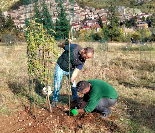 Una foresta per Amarena: oggi seconda giornata di piantumazione di alberi da frutto dedicati agli orsi bruni marsicani