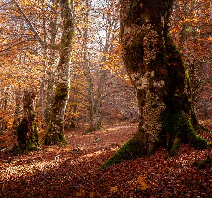 Le faggete secolari UNESCO del Parco Nazionale protagoniste del progetto di ricerca LIFE Prognoses