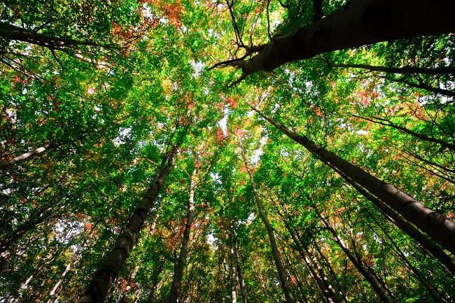 SISEF (Società Italiana Selvicoltura ed Ecologia Forestale terremarsicane