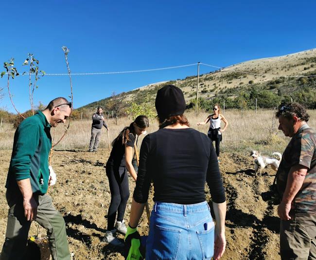 Convivere con gli orsi: messi a dimora 100 alberi nei frutteti diffusi di Bisegna