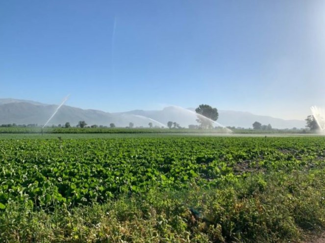 Dopo le grandi piogge a Fucino torna la siccità: divieto di prelevare acqua a scopo irriguo da domenica 16 Luglio|