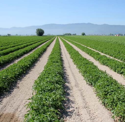 Furti impianto irriguo del Fucino