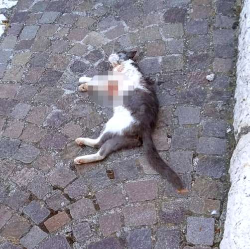 Gatta aggredita e uccisa da un cane