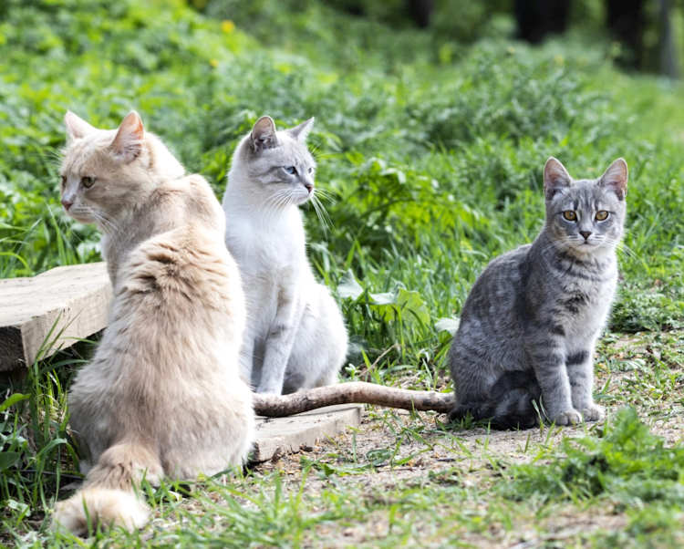 Nasce una colonia felina a Forme di Massa d'Albe