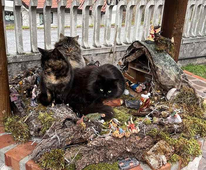 Il presepe dei gatti di Ortona dei Marsi