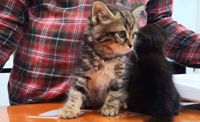 Due gattini buttati per strada in una scatola