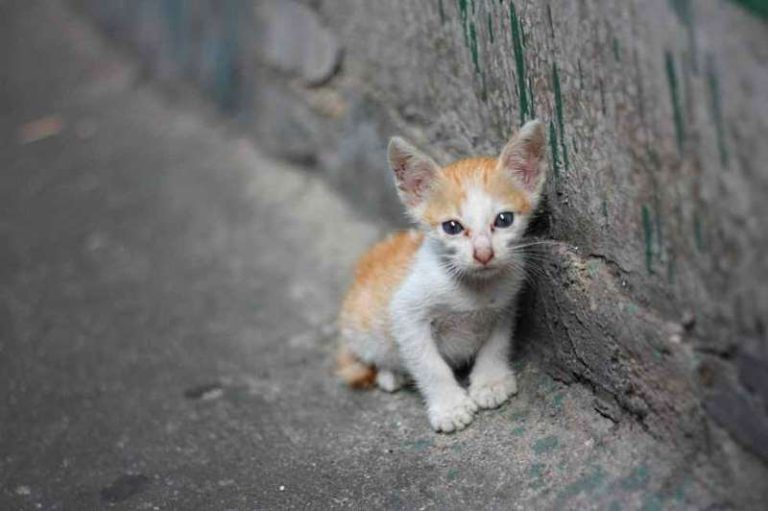 Nuova strage di gatti a L'Aquila