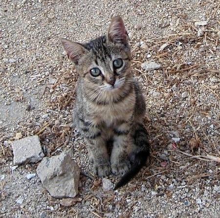 "Animali feriti e scomparsi in via Cavour a Trasacco"