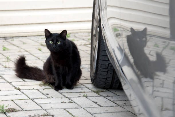 Gatto investito e ucciso in via delle Macchie a Tagliacozzo