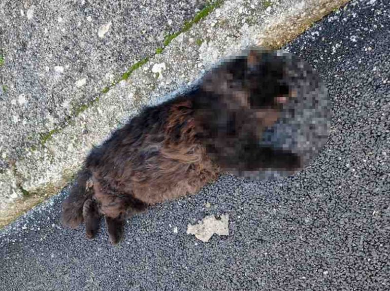 Gatto senza vita in una strada di Trasacco