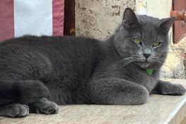 Il gatto Baloo scomparso a San Benedetto dei Marsi