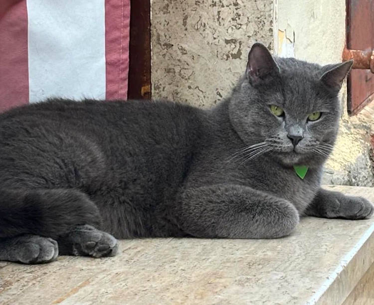 Il gatto Baloo scomparso a San Benedetto dei Marsi