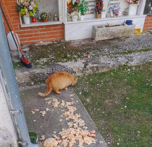 Cibo lasciato ai gatti nel Cimitero di Castellafiume