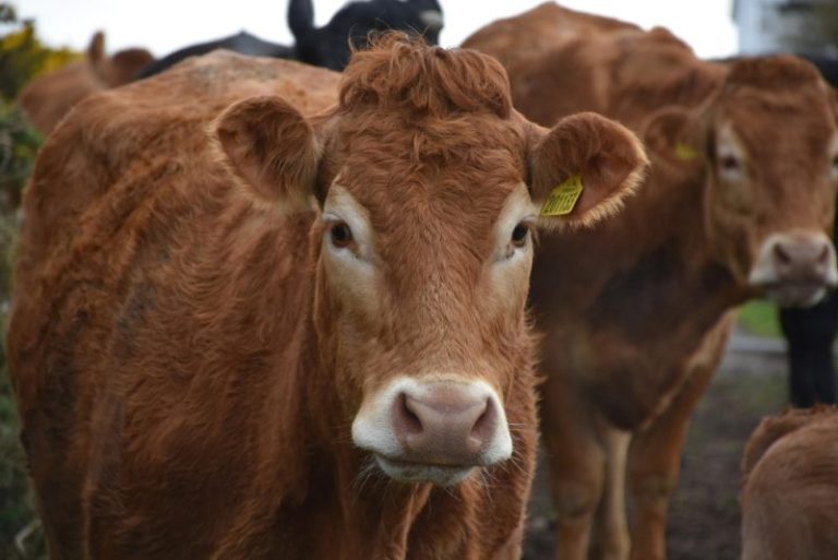 Tubercolosi bovina: la provincia di l’Aquila bonificata