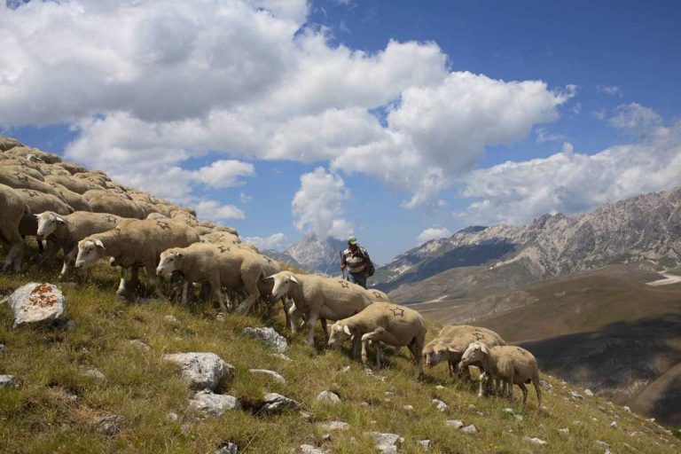 Sostegno al mantenimento di attività agricole e zootecniche in zona montana