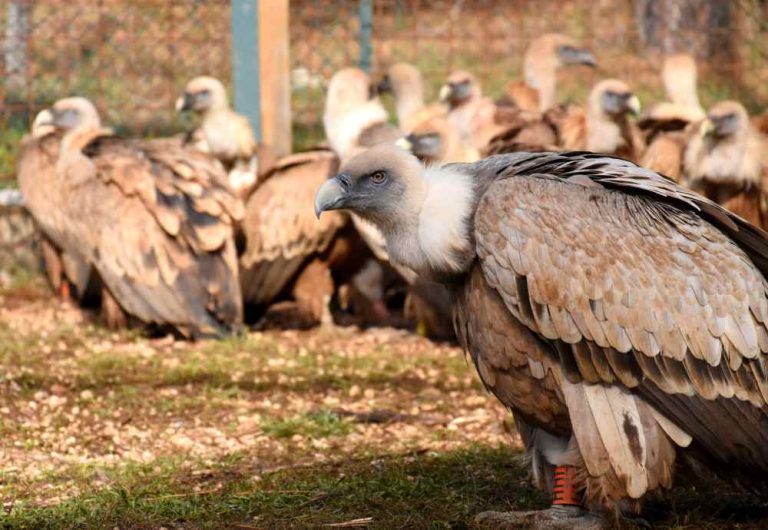 Sono 21 i grifoni catturati e rilasciati con GPS nel 2022: in totale 53 sono quelli monitorati da Carabinieri Biodiversità e Rewilding Apennines