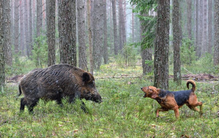 Caccia di selezione al cinghiale e vigilanza venatoria senza restrizioni: Marsilio firma una nuova ordinanza