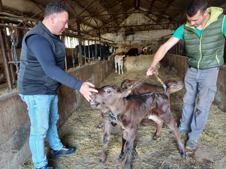 i 3 vitellini con il Giannicola Carriti||