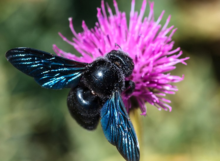 Impollinatori nel Parco Nazionale della Maiella: grazie al monitoraggio segnalate 109 nuove specie