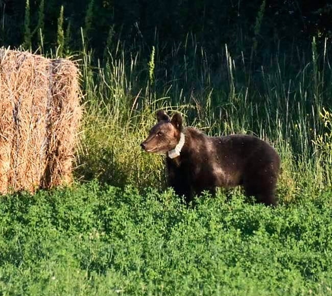 Orsi e rifiuti urbani: messa in sicurezza dei cassonetti nei paesi del Parco Nazionale