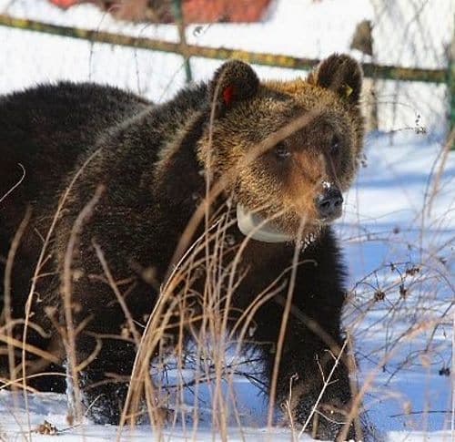 Due anni fa la morte di Juan Carrito: il ricordo dell'orso marsicano, figlio di Amarena, rimane sempre vivo