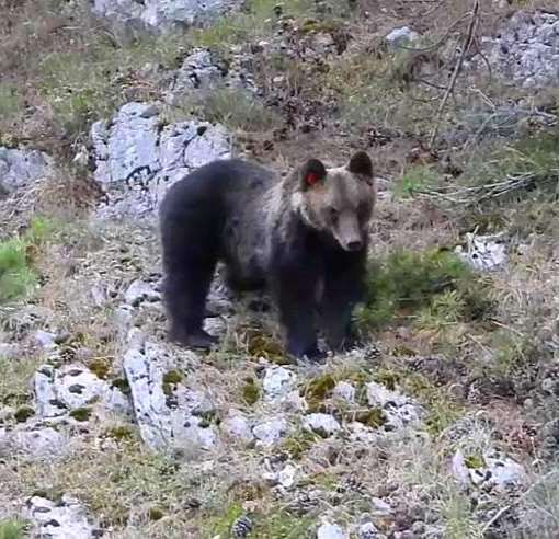 Incursioni di Juan Carrito in paese