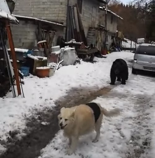 Juan Carrito non è ancora in letargo e continua a giocare con i cani