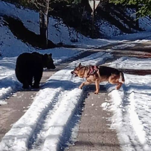 Juan Carrito e l'incontro con il cane