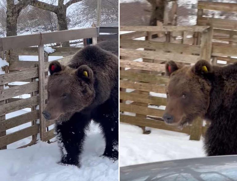 Juan Carrito appena avvistato tra la neve: "Ma non dovrebbe essere in letargo?"