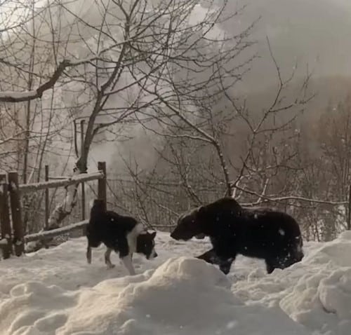 L'orso Juan Carrito gioca di nuovo con un cane in mezzo alla neve (video)|