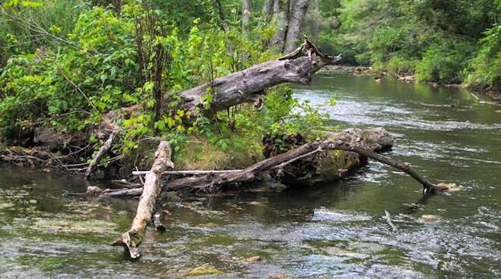 Raccolta di legname per autoconsumo, D’Annuntiis: "Possibile nei pressi dei corsi d'acqua di competenza regionale"