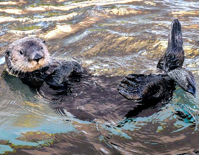 Scoperta la presenza della lontra nel fiume Aterno ma la Regione dà l'ok a motoseghe e ruspe per taglio di alberi e sbancamenti