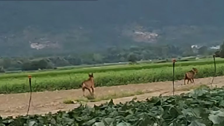 Due lupi tornano a farsi vedere tra le campagne del Fucino (video)