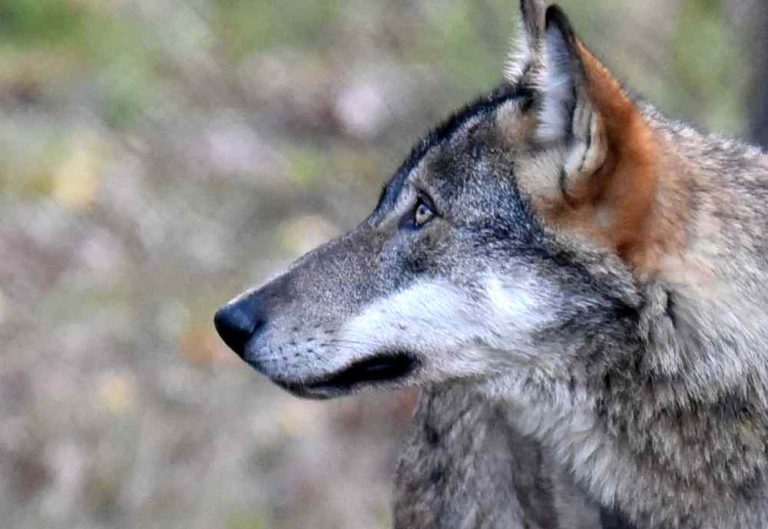 Investito un giovane lupo: ora si trova sotto osservazione presso il Centro di Recupero Fauna Selvatica di Pescasseroli|