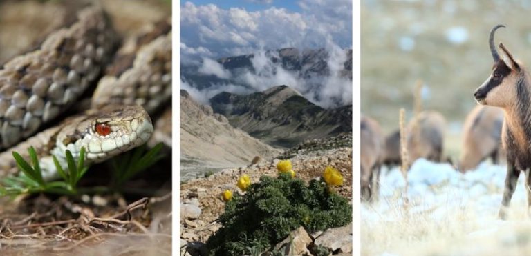 Al via il monitoraggio della biodiversità altomontana presso il Parco Nazionale della Maiella