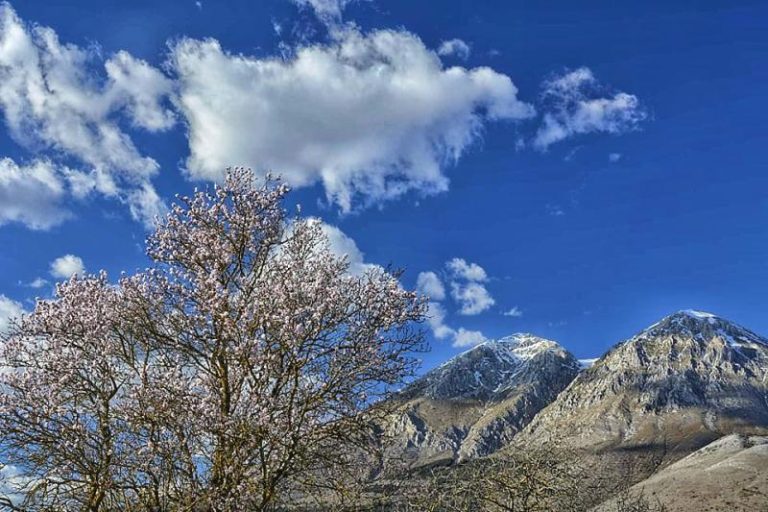 Il Velino fa da sfondo alle prime fioriture dei mandorli