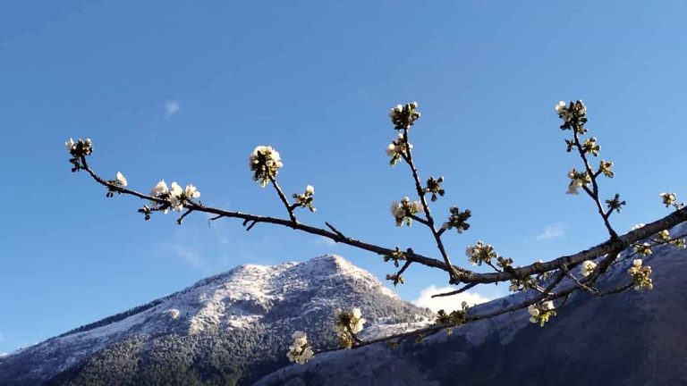 Il monte Faito tra l'ultima neve e fiori di ciliegio