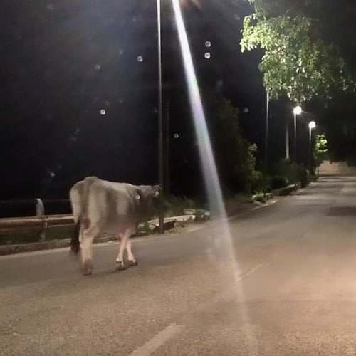 Mucca per strada di sera all'ingresso di Massa d'Albe