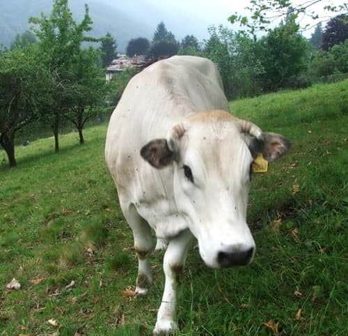 Animali vaganti al pascolo nel territorio di Ortucchio