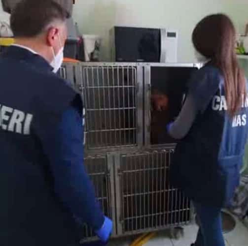 Controlli a tutela degli animali domestici