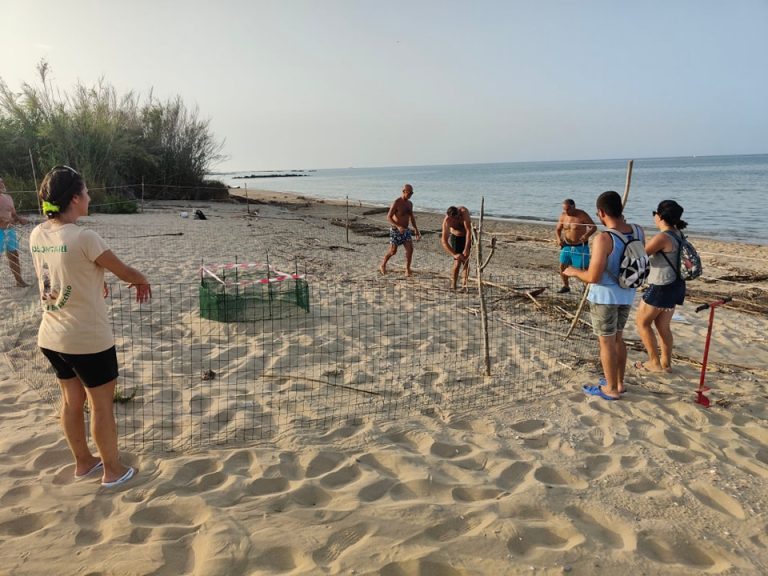 Messo in sicurezza un nido di tartaruga marina individuato sulla costa abruzzese|||||