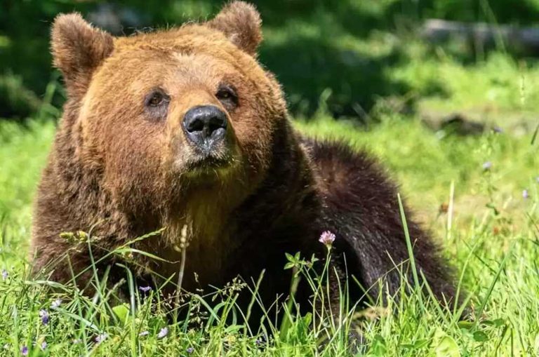 Rapporto Orso 2022. Il contributo della Riserva Naturale Regionale Monte Genzana Alto Gizio: monitorati 7 orsi bruni marsicani|