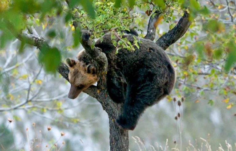 Il libro "Mamma Orsa" sostiene il progetto "Una foresta per Amarena" devolvendo il ricavato dalle vendite|