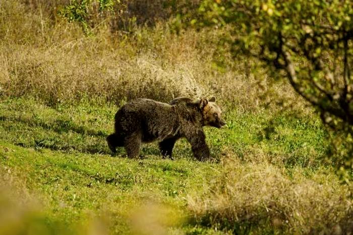 Esiti radiografici sulla carcassa dell'orsa Amarena