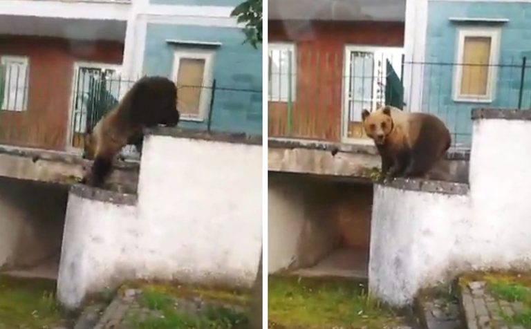 Spariti i cuccioli dell'orsa Bambina