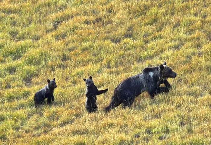 Femmine e cuccioli di Orso bruno marsicano